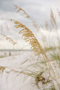 Sea oats on the dunes of clearwater beach